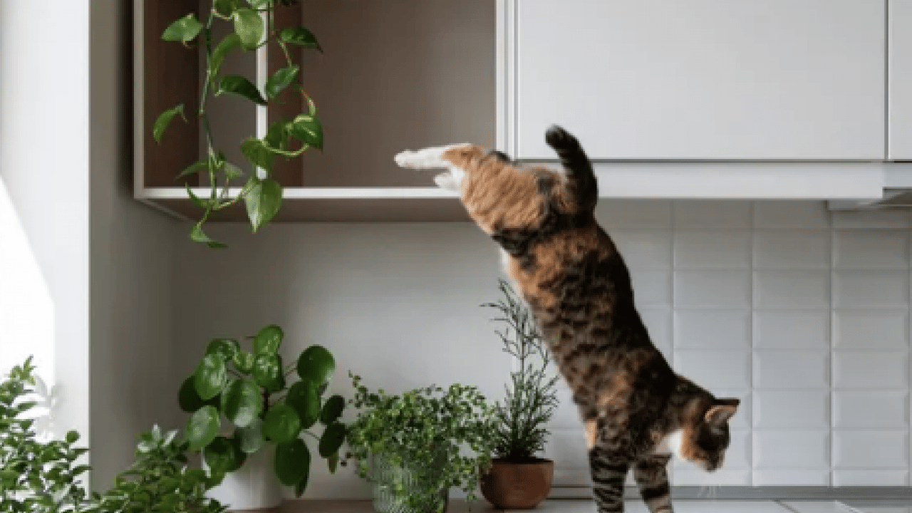 Foto - 130 yıllık tartışma son buldu: Bilim insanları kedilerin yere neden hep dört ayak üstünde düştüğünü açıkladı!