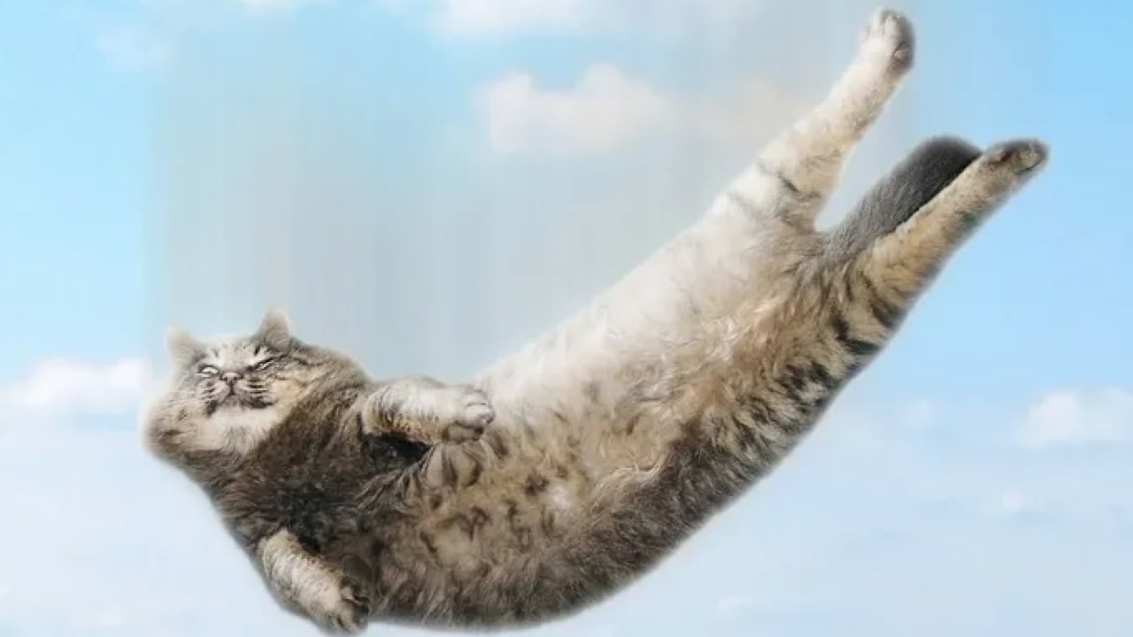 Foto - 130 yıllık tartışma son buldu: Bilim insanları kedilerin yere neden hep dört ayak üstünde düştüğünü açıkladı!