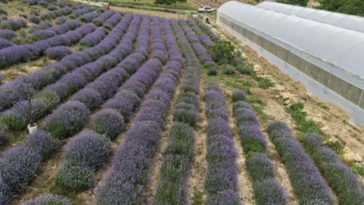 Foto - Köyde herkes aynı işi yapmaya başladı: 600 bin lira geliri var!