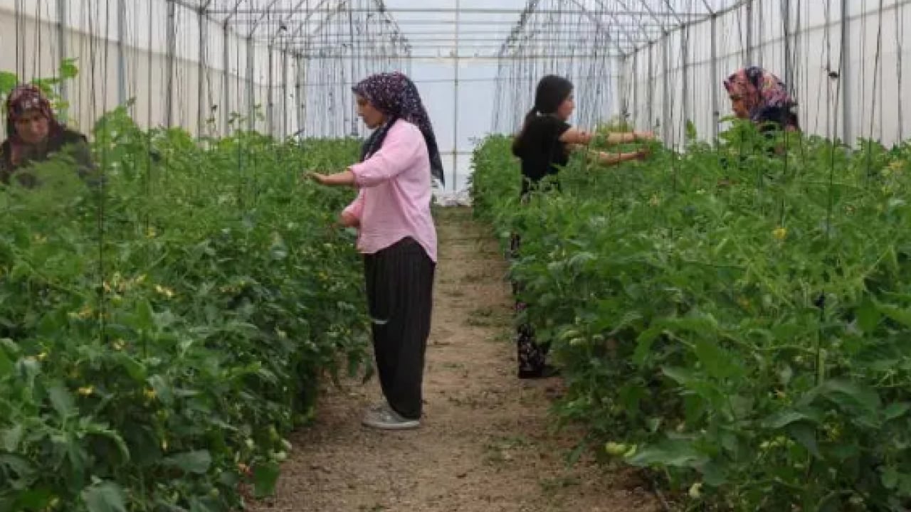Foto - Köyde herkes aynı işi yapmaya başladı: 600 bin lira geliri var!
