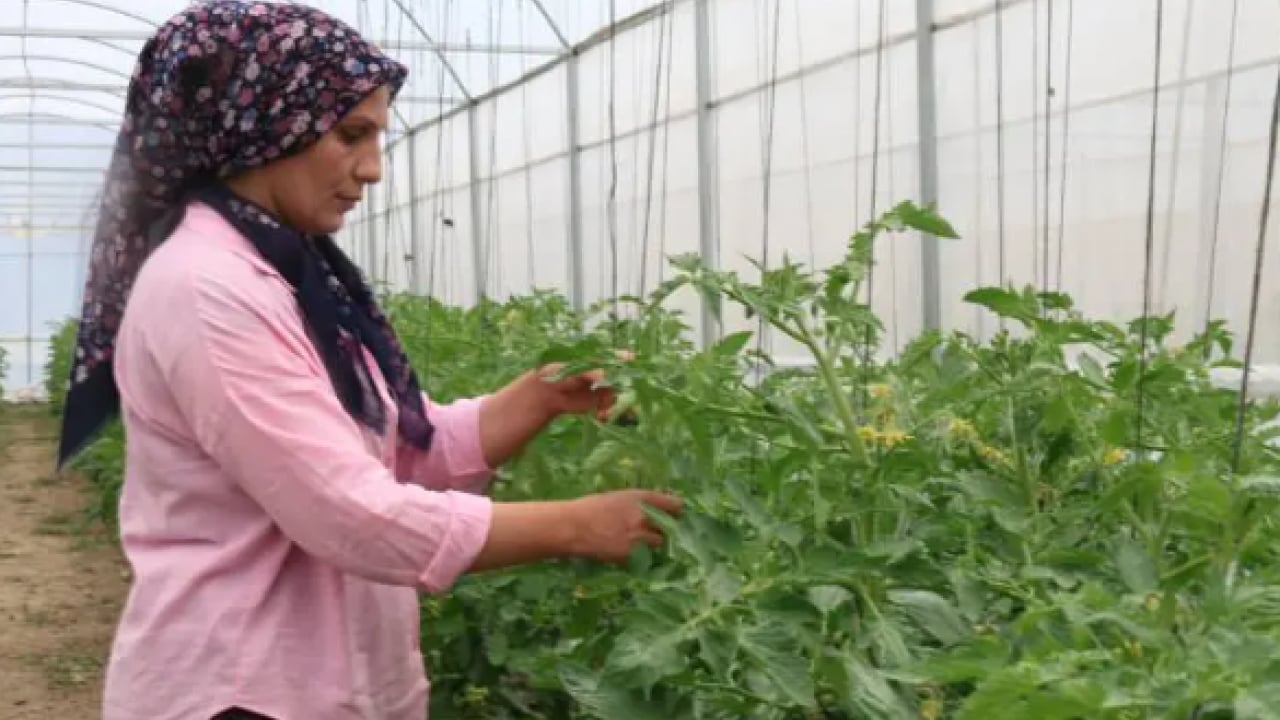 Foto - Köyde herkes aynı işi yapmaya başladı: 600 bin lira geliri var!