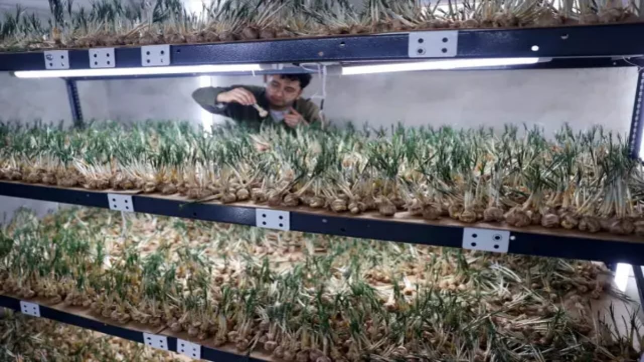 Foto - 14 metrekarelik tesisten servet kazanıyor! 5 kilosuyla daire alınıyor: İlgilisi için sırrını da paylaştı