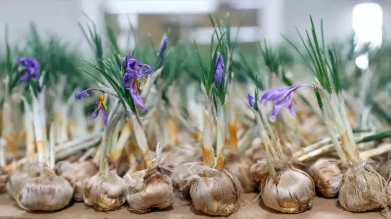 Foto - 14 metrekarelik tesisten servet kazanıyor! 5 kilosuyla daire alınıyor: İlgilisi için sırrını da paylaştı