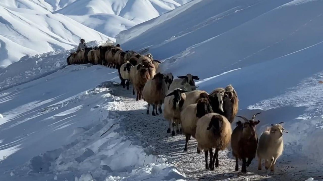 Foto - 1,5 metre kar altında besicilik mücadelesi