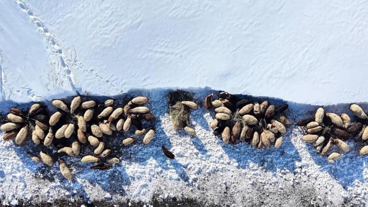 Foto - 1,5 metre kar altında besicilik mücadelesi