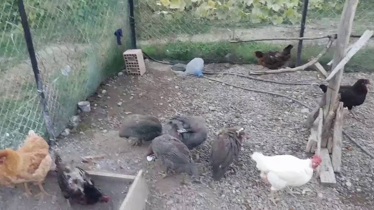 Foto - Telef olan tavuklar için inceleme başlatıldı: 150 tavuk yandı! Gelen haber sarstı