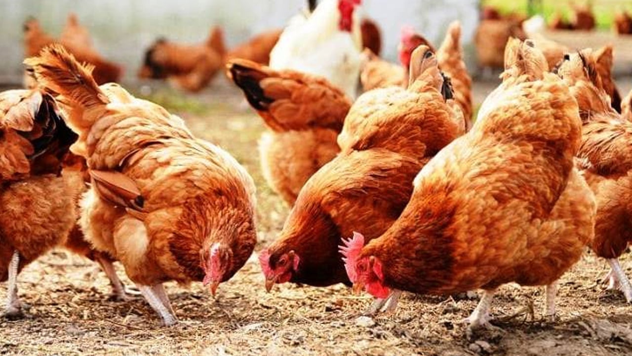 Foto - Telef olan tavuklar için inceleme başlatıldı: 150 tavuk yandı! Gelen haber sarstı