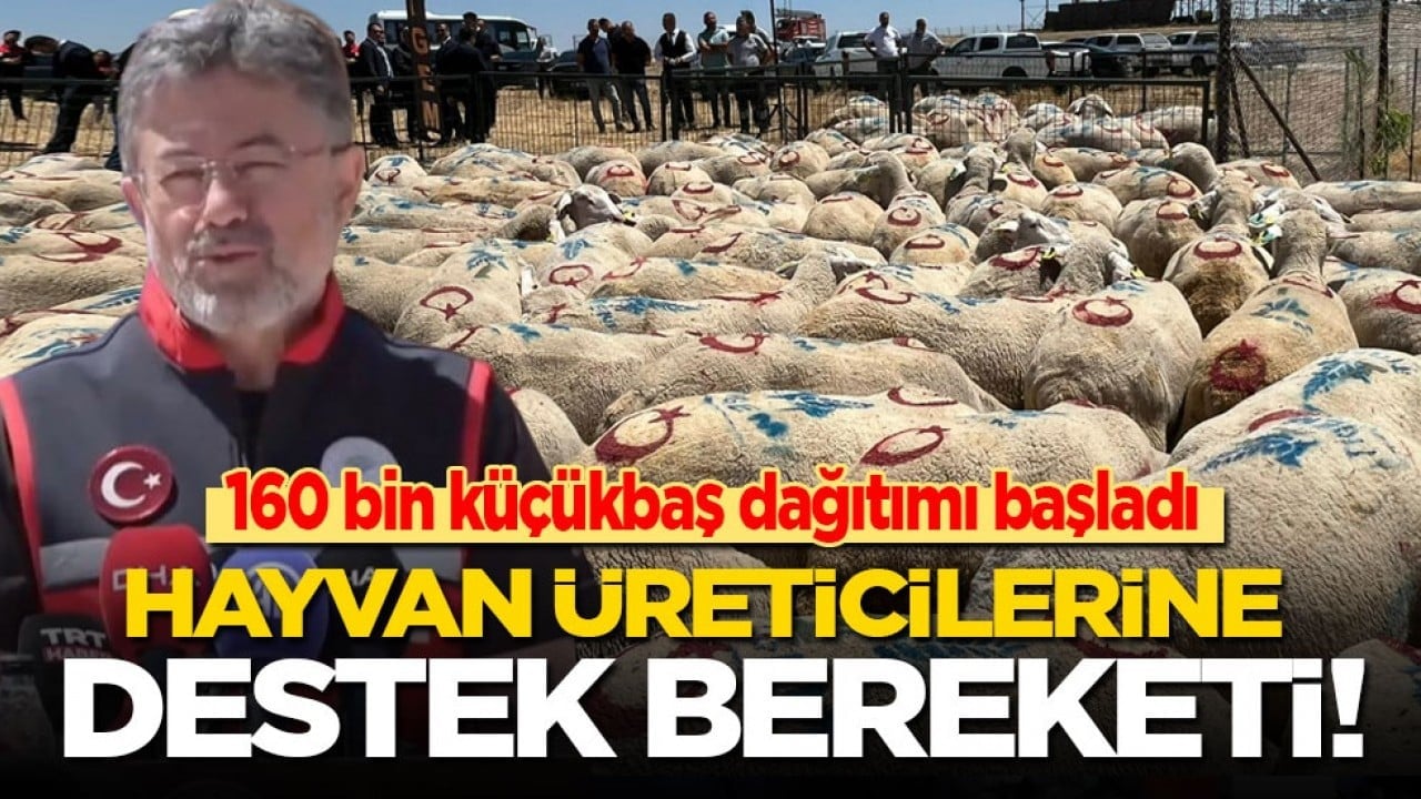 160 bin küçükbaş dağıtımı başladı! Hayvan üreticilerine destek bereketi