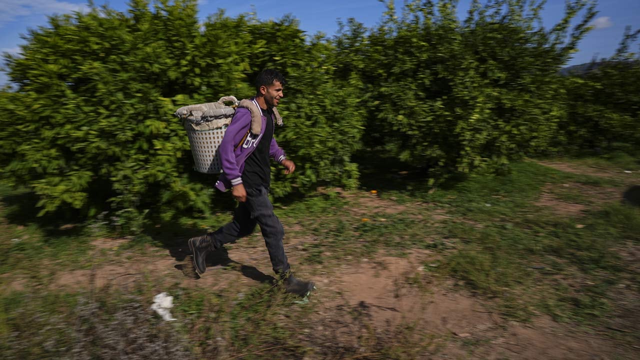 Foto - 165 bin ton rekolte! Bu meyvenin üreticisi yaşadı... 'Hem ihraç ediyoruz hem iç pazara satıyoruz'
