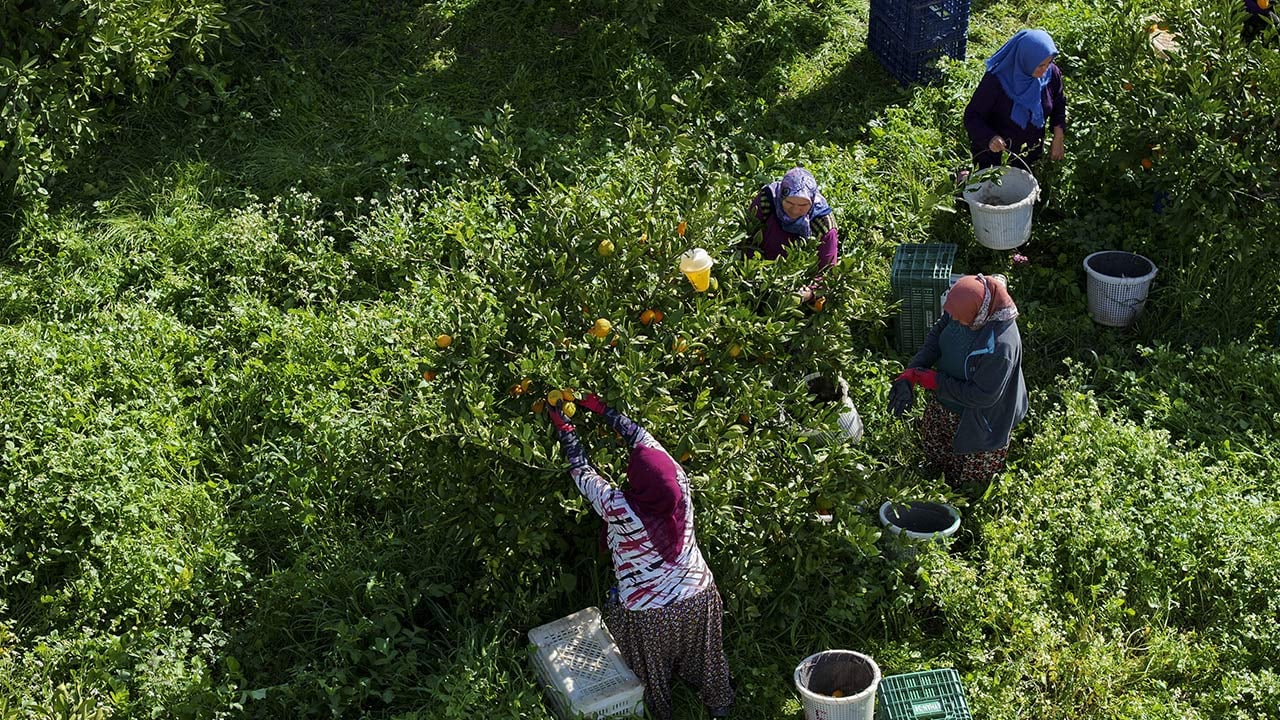 Foto - 165 bin ton rekolte! Bu meyvenin üreticisi yaşadı... 'Hem ihraç ediyoruz hem iç pazara satıyoruz'