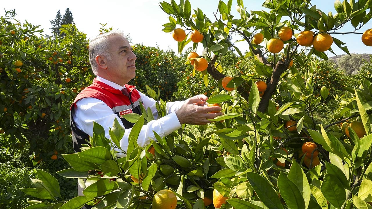 Foto - 165 bin ton rekolte! Bu meyvenin üreticisi yaşadı... 'Hem ihraç ediyoruz hem iç pazara satıyoruz'