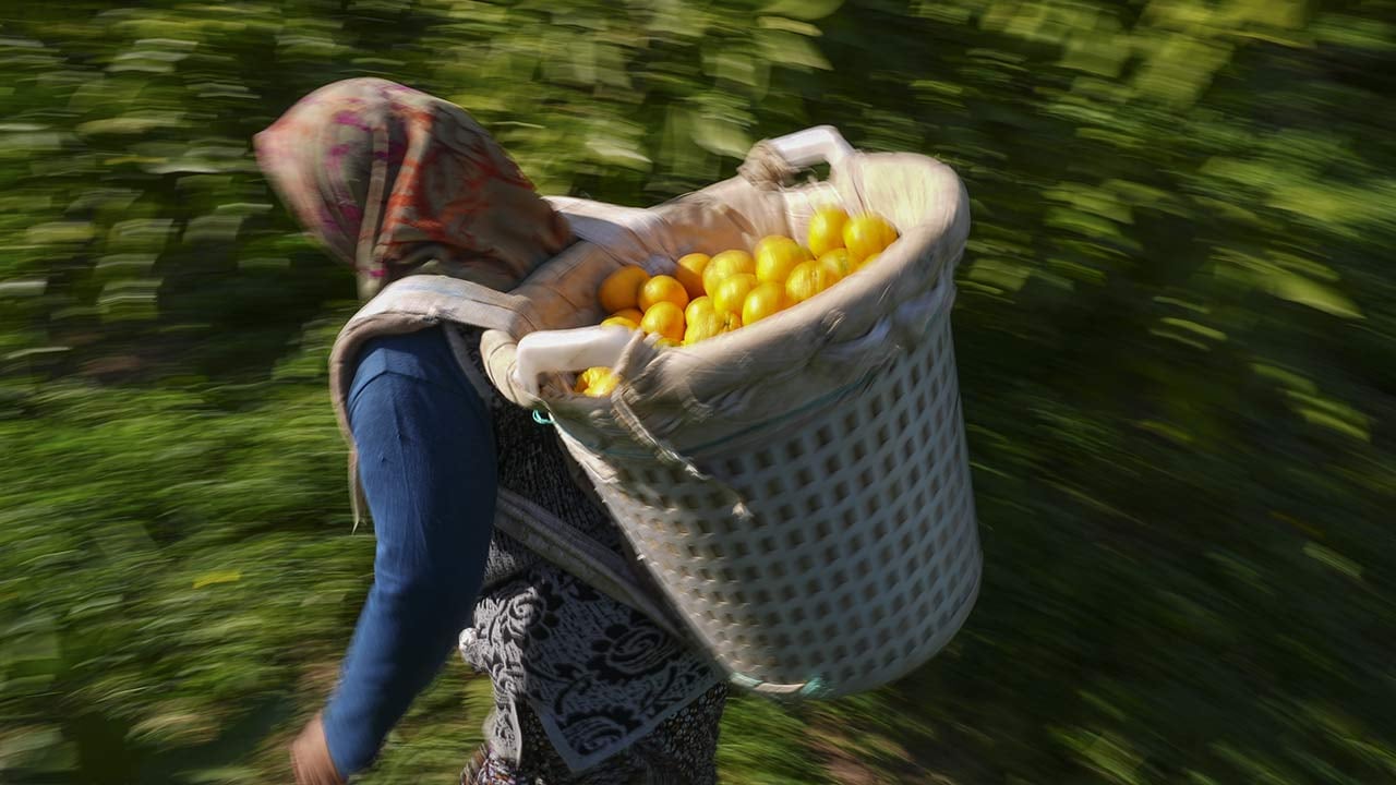 Foto - 165 bin ton rekolte! Bu meyvenin üreticisi yaşadı... 'Hem ihraç ediyoruz hem iç pazara satıyoruz'