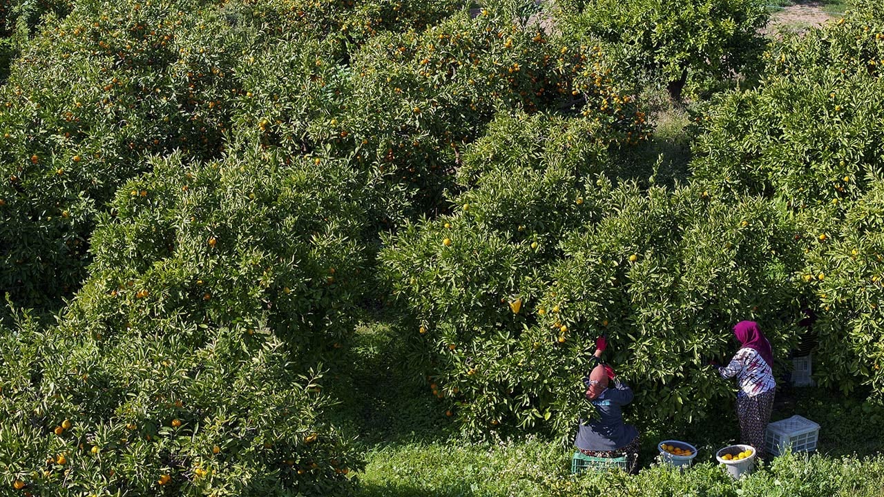 Foto - 165 bin ton rekolte! Bu meyvenin üreticisi yaşadı... 'Hem ihraç ediyoruz hem iç pazara satıyoruz'