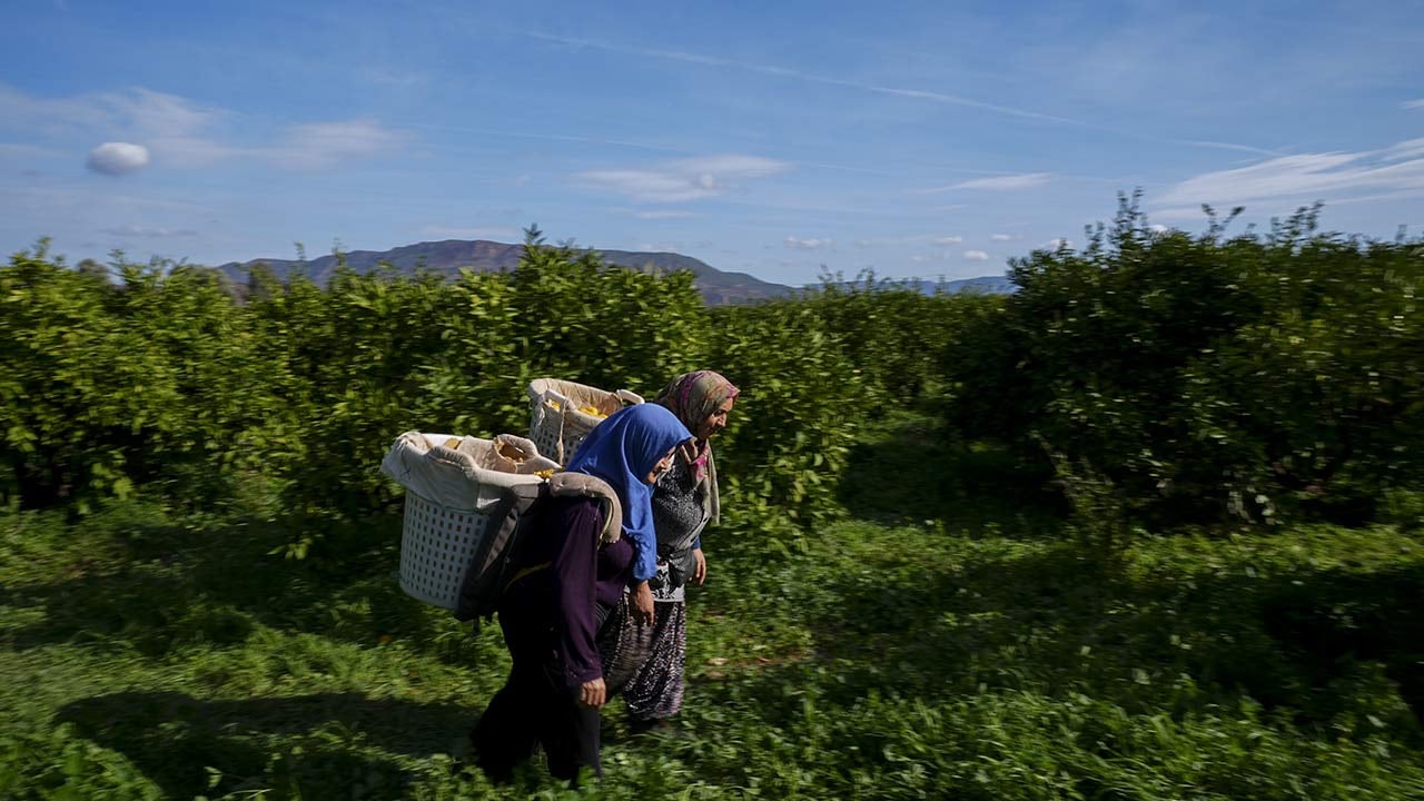 Foto - 165 bin ton rekolte! Bu meyvenin üreticisi yaşadı... 'Hem ihraç ediyoruz hem iç pazara satıyoruz'