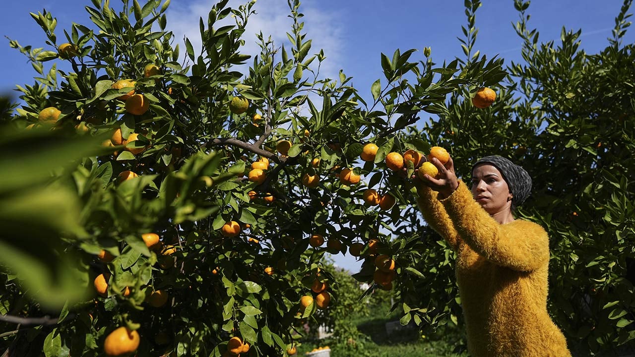 Foto - 165 bin ton rekolte! Bu meyvenin üreticisi yaşadı... 'Hem ihraç ediyoruz hem iç pazara satıyoruz'
