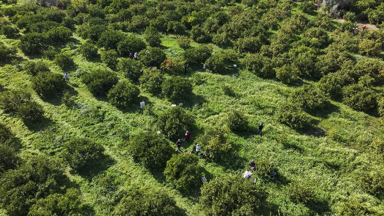 Foto - 165 bin ton rekolte! Bu meyvenin üreticisi yaşadı... 'Hem ihraç ediyoruz hem iç pazara satıyoruz'
