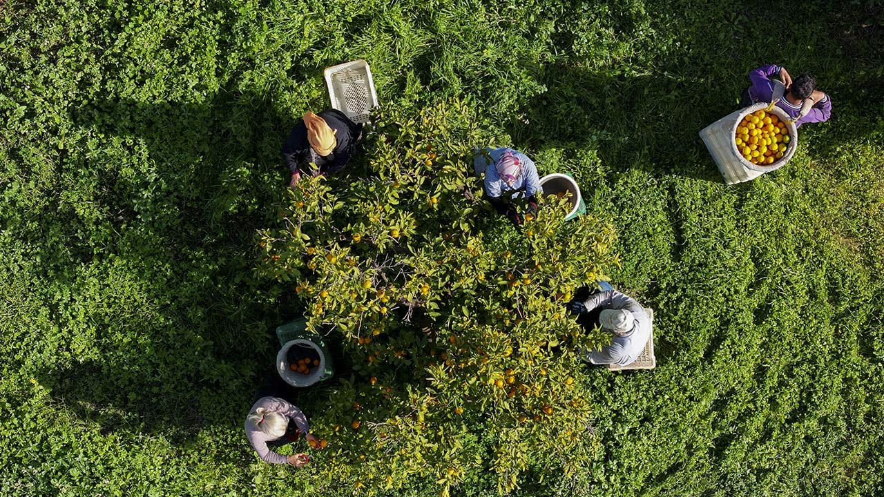 Foto - 165 bin ton rekolte! Bu meyvenin üreticisi yaşadı... 'Hem ihraç ediyoruz hem iç pazara satıyoruz'