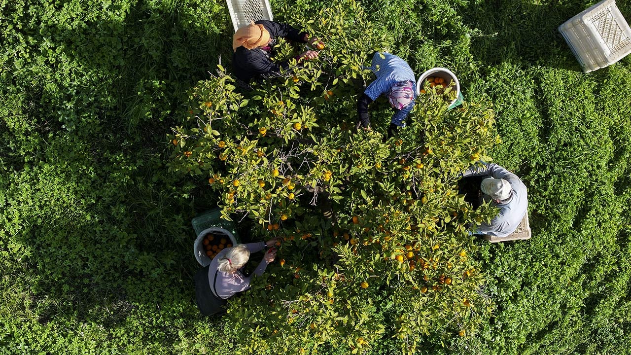 Foto - 165 bin ton rekolte! Bu meyvenin üreticisi yaşadı... 'Hem ihraç ediyoruz hem iç pazara satıyoruz'