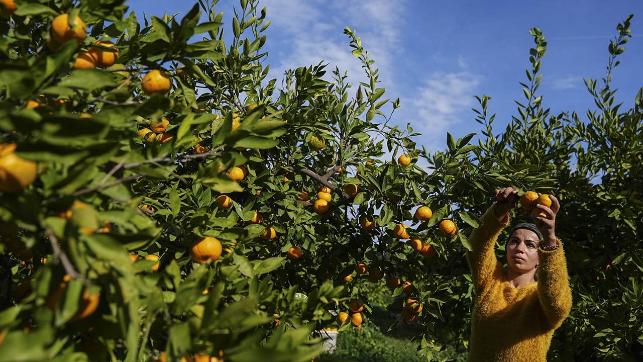 Foto - 165 bin ton rekolte! Bu meyvenin üreticisi yaşadı... 'Hem ihraç ediyoruz hem iç pazara satıyoruz'