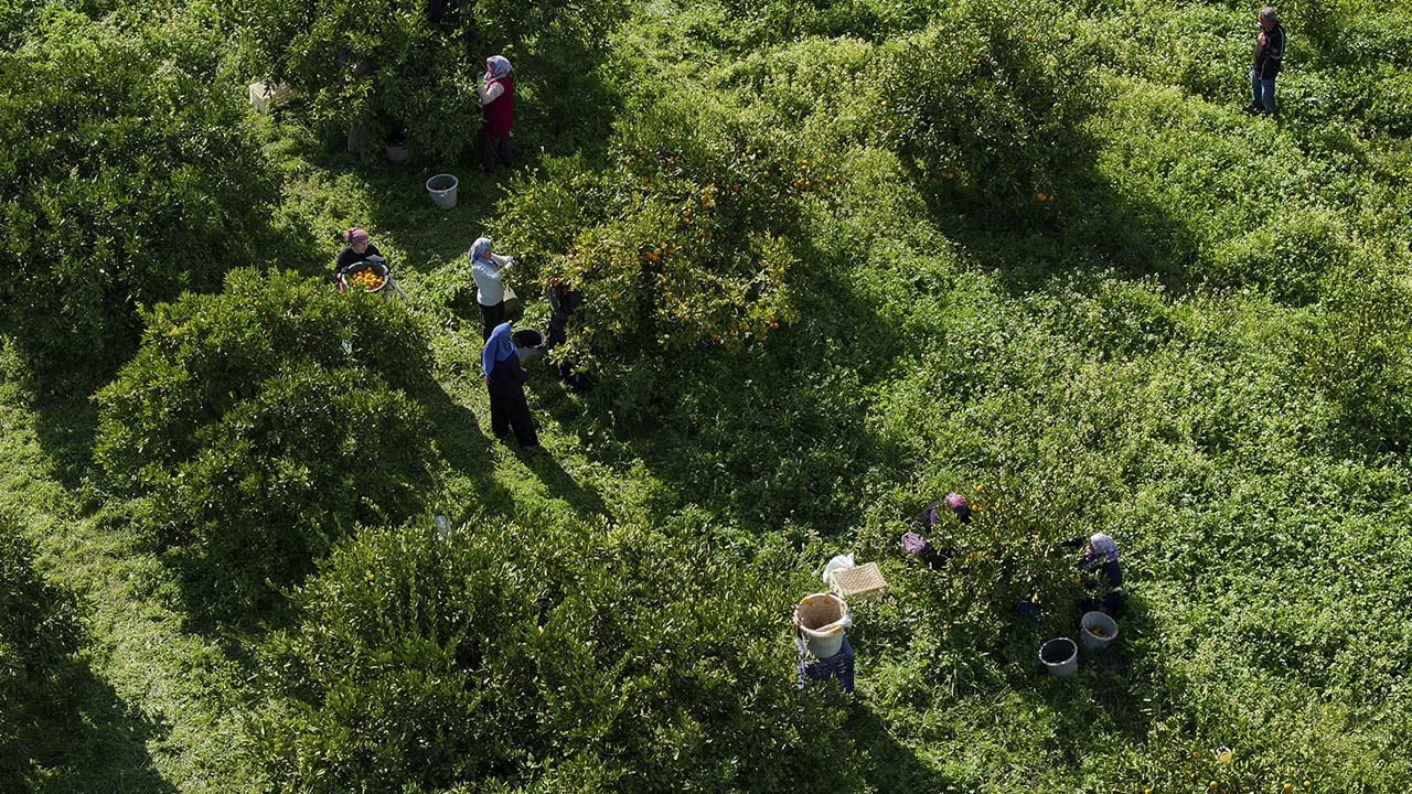 Foto - 165 bin ton rekolte! Bu meyvenin üreticisi yaşadı... 'Hem ihraç ediyoruz hem iç pazara satıyoruz'