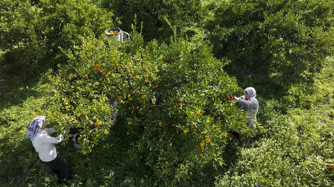 Foto - 165 bin ton rekolte! Bu meyvenin üreticisi yaşadı... 'Hem ihraç ediyoruz hem iç pazara satıyoruz'