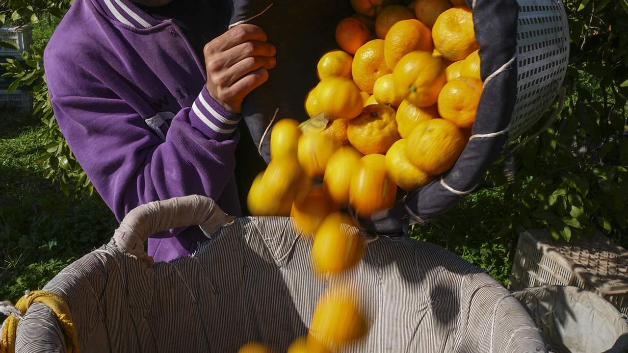 Foto - 165 bin ton rekolte! Bu meyvenin üreticisi yaşadı... 'Hem ihraç ediyoruz hem iç pazara satıyoruz'
