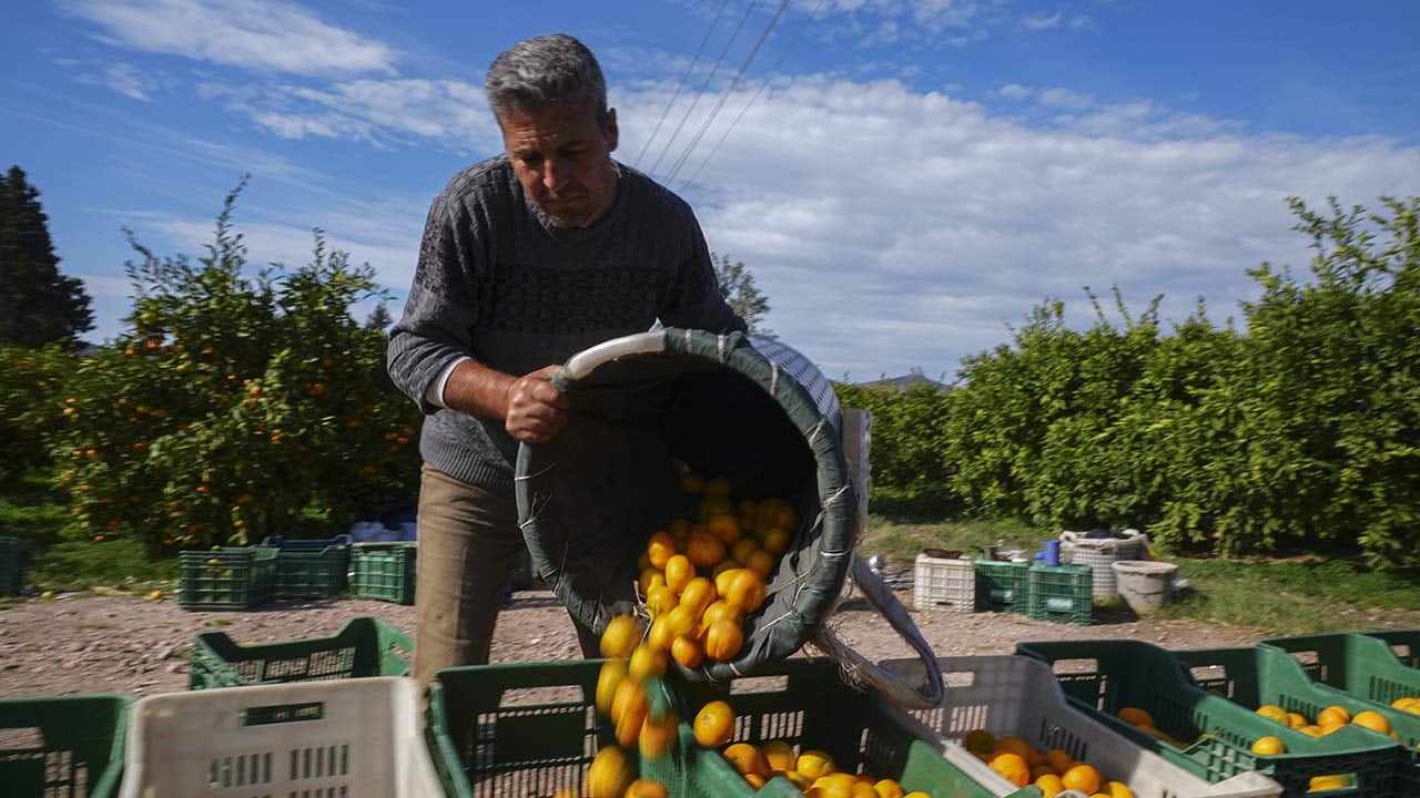 Foto - 165 bin ton rekolte! Bu meyvenin üreticisi yaşadı... 'Hem ihraç ediyoruz hem iç pazara satıyoruz'