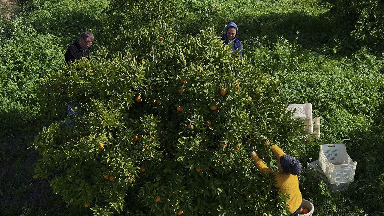 Foto - 165 bin ton rekolte! Bu meyvenin üreticisi yaşadı... 'Hem ihraç ediyoruz hem iç pazara satıyoruz'