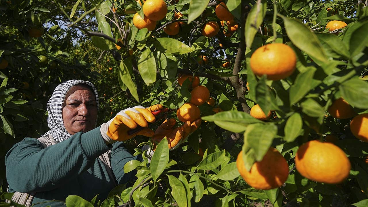 Foto - 165 bin ton rekolte! Bu meyvenin üreticisi yaşadı... 'Hem ihraç ediyoruz hem iç pazara satıyoruz'