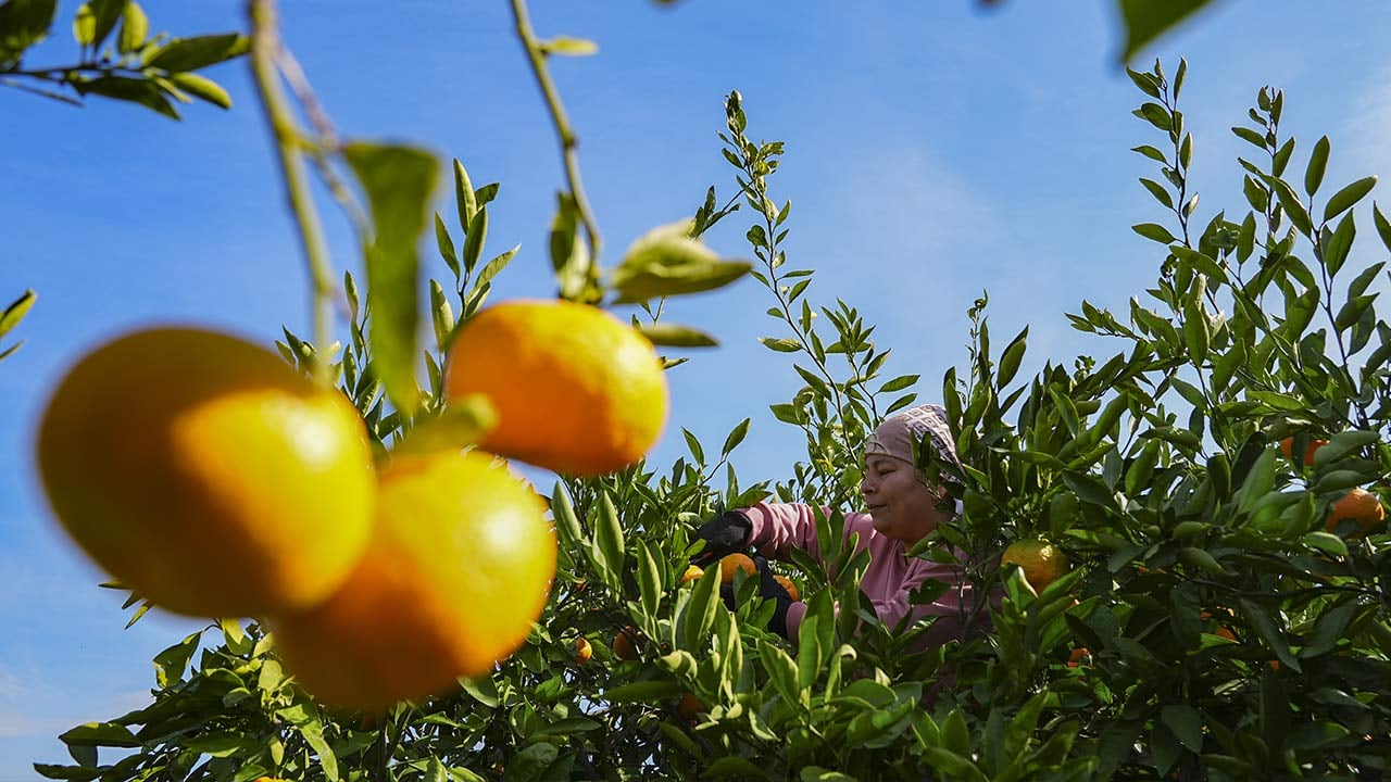 Foto - 165 bin ton rekolte! Bu meyvenin üreticisi yaşadı... 'Hem ihraç ediyoruz hem iç pazara satıyoruz'