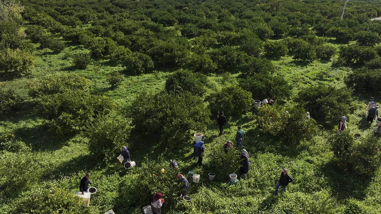Foto - 165 bin ton rekolte! Bu meyvenin üreticisi yaşadı... 'Hem ihraç ediyoruz hem iç pazara satıyoruz'