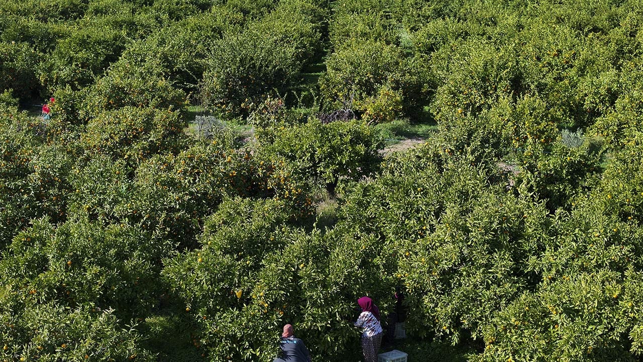 Foto - 165 bin ton rekolte! Bu meyvenin üreticisi yaşadı... 'Hem ihraç ediyoruz hem iç pazara satıyoruz'