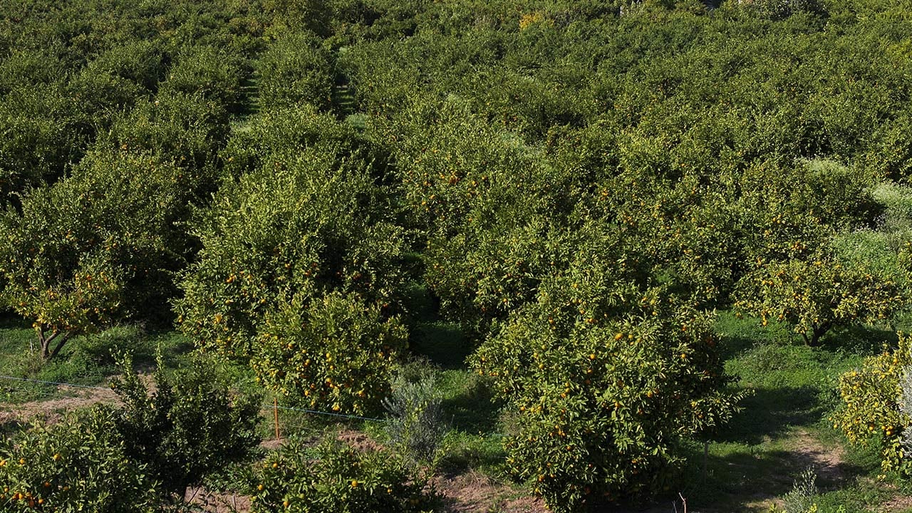 Foto - 165 bin ton rekolte! Bu meyvenin üreticisi yaşadı... 'Hem ihraç ediyoruz hem iç pazara satıyoruz'
