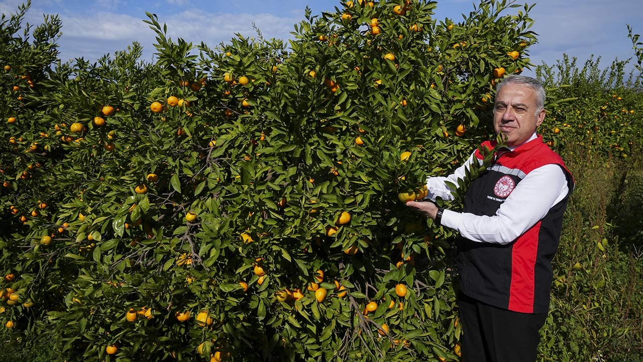 Foto - 165 bin ton rekolte! Bu meyvenin üreticisi yaşadı... 'Hem ihraç ediyoruz hem iç pazara satıyoruz'