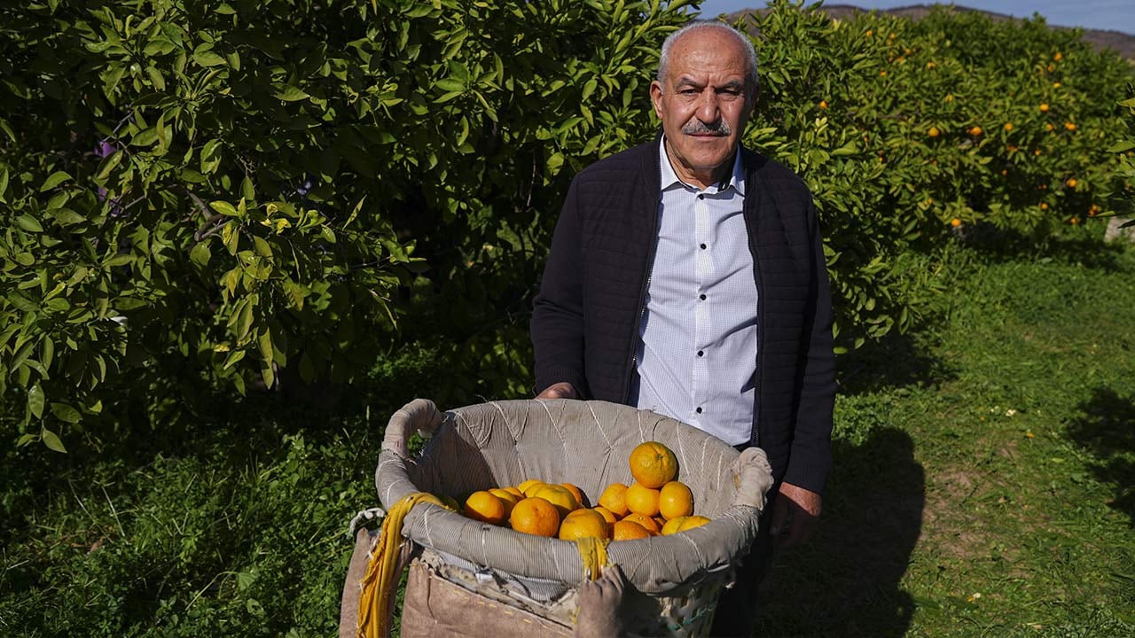 Foto - 165 bin ton rekolte! Bu meyvenin üreticisi yaşadı... 'Hem ihraç ediyoruz hem iç pazara satıyoruz'