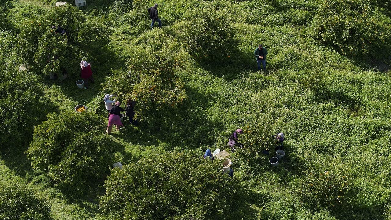 Foto - 165 bin ton rekolte! Bu meyvenin üreticisi yaşadı... 'Hem ihraç ediyoruz hem iç pazara satıyoruz'