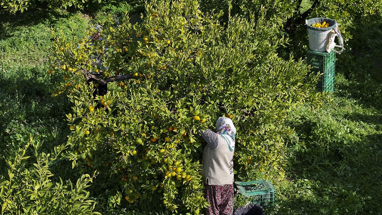 Foto - 165 bin ton rekolte! Bu meyvenin üreticisi yaşadı... 'Hem ihraç ediyoruz hem iç pazara satıyoruz'