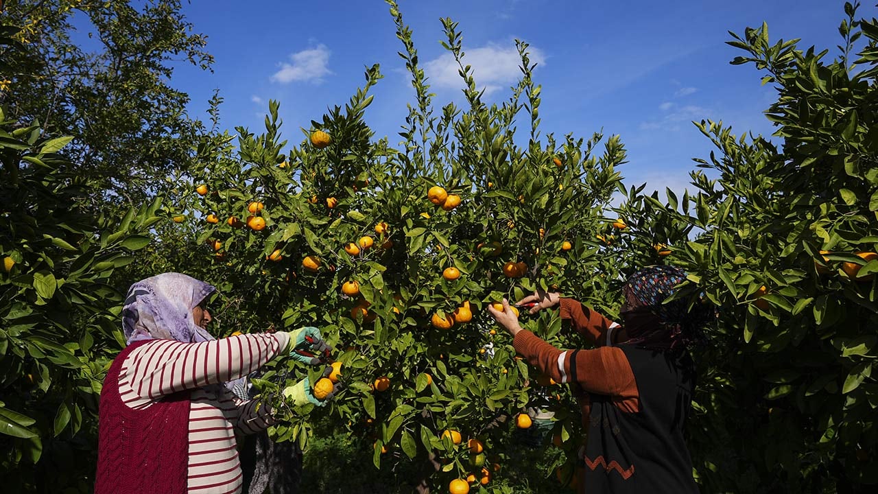 Foto - 165 bin ton rekolte! Bu meyvenin üreticisi yaşadı... 'Hem ihraç ediyoruz hem iç pazara satıyoruz'