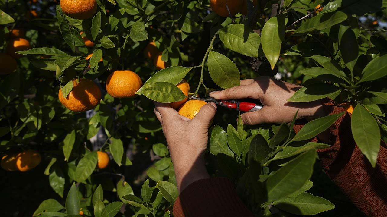 Foto - 165 bin ton rekolte! Bu meyvenin üreticisi yaşadı... 'Hem ihraç ediyoruz hem iç pazara satıyoruz'