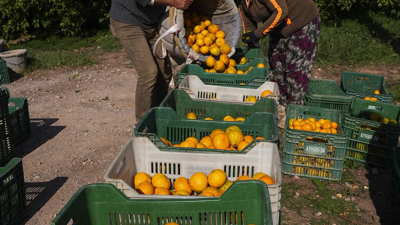 Foto - 165 bin ton rekolte! Bu meyvenin üreticisi yaşadı... 'Hem ihraç ediyoruz hem iç pazara satıyoruz'