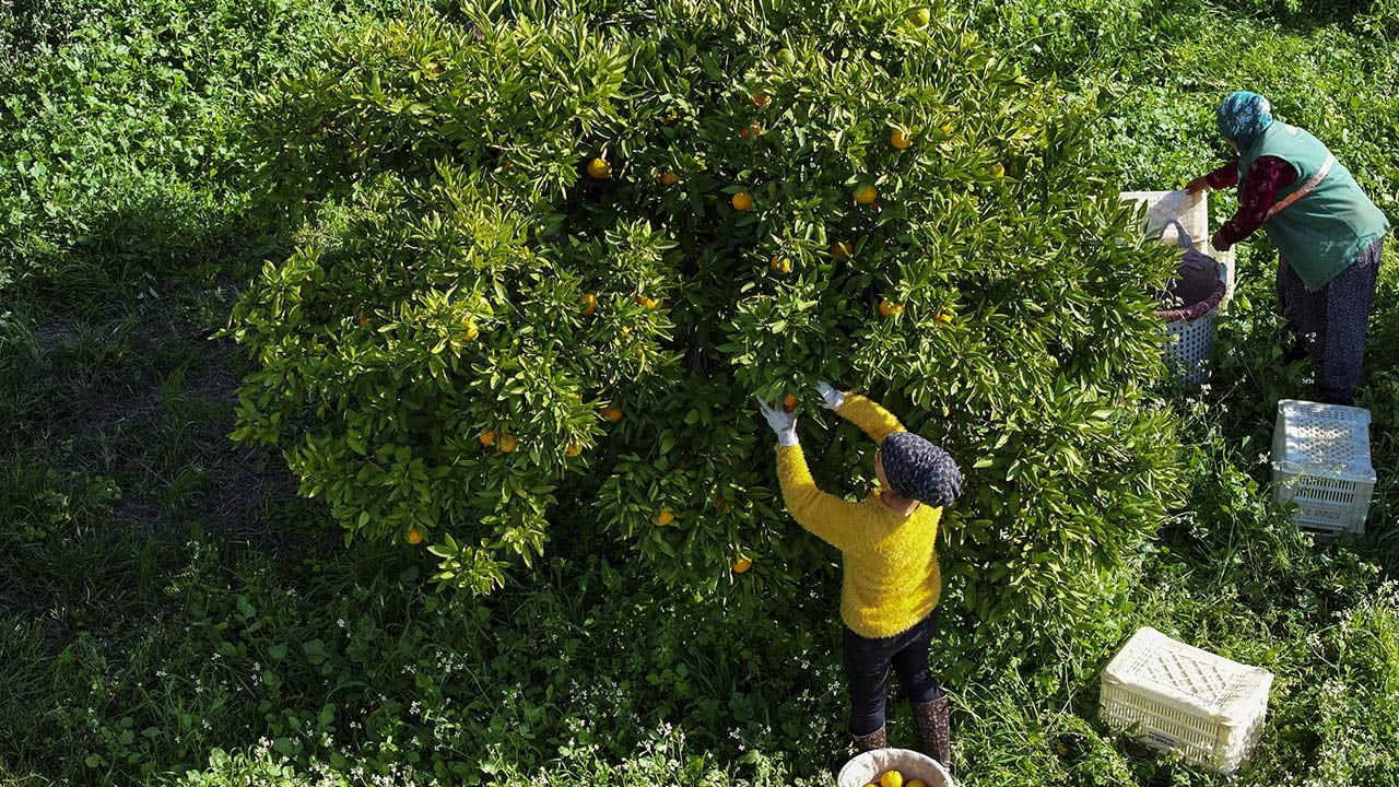 Foto - 165 bin ton rekolte! Bu meyvenin üreticisi yaşadı... 'Hem ihraç ediyoruz hem iç pazara satıyoruz'