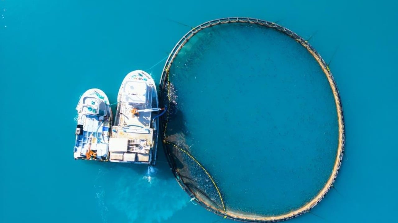 Foto - 19 ülkeye ihraç ediliyor Karadeniz’de üretip dünyaya satıyoruz