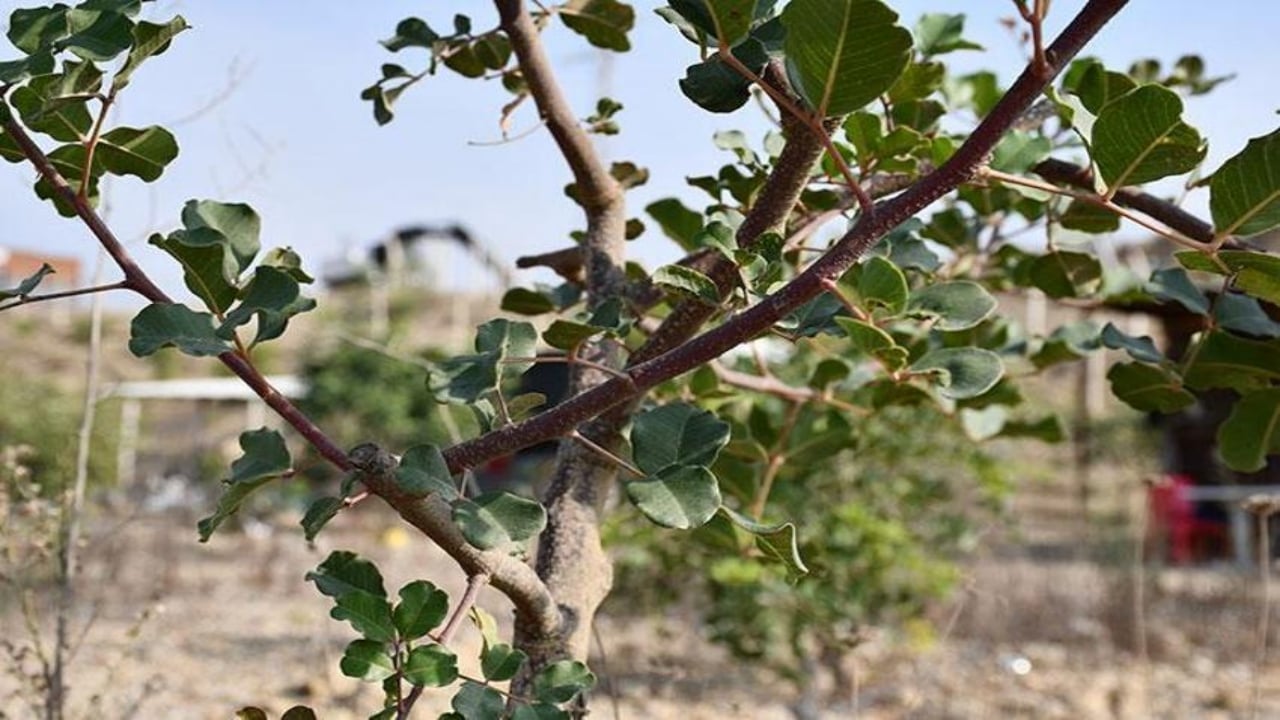 Foto - 2 bin fidanla başladı, şimdi fabrika kuruyor! Adanalı mühendis, 156 dönümde imkansızı başardı