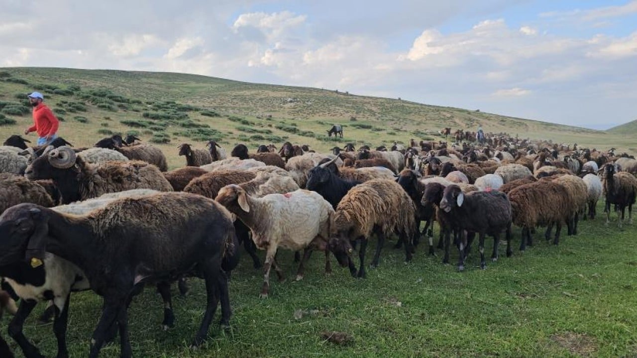 Foto - 2 bin rakımlı yayla mesaisi Lezzetli sütün sırrı yükseklerde