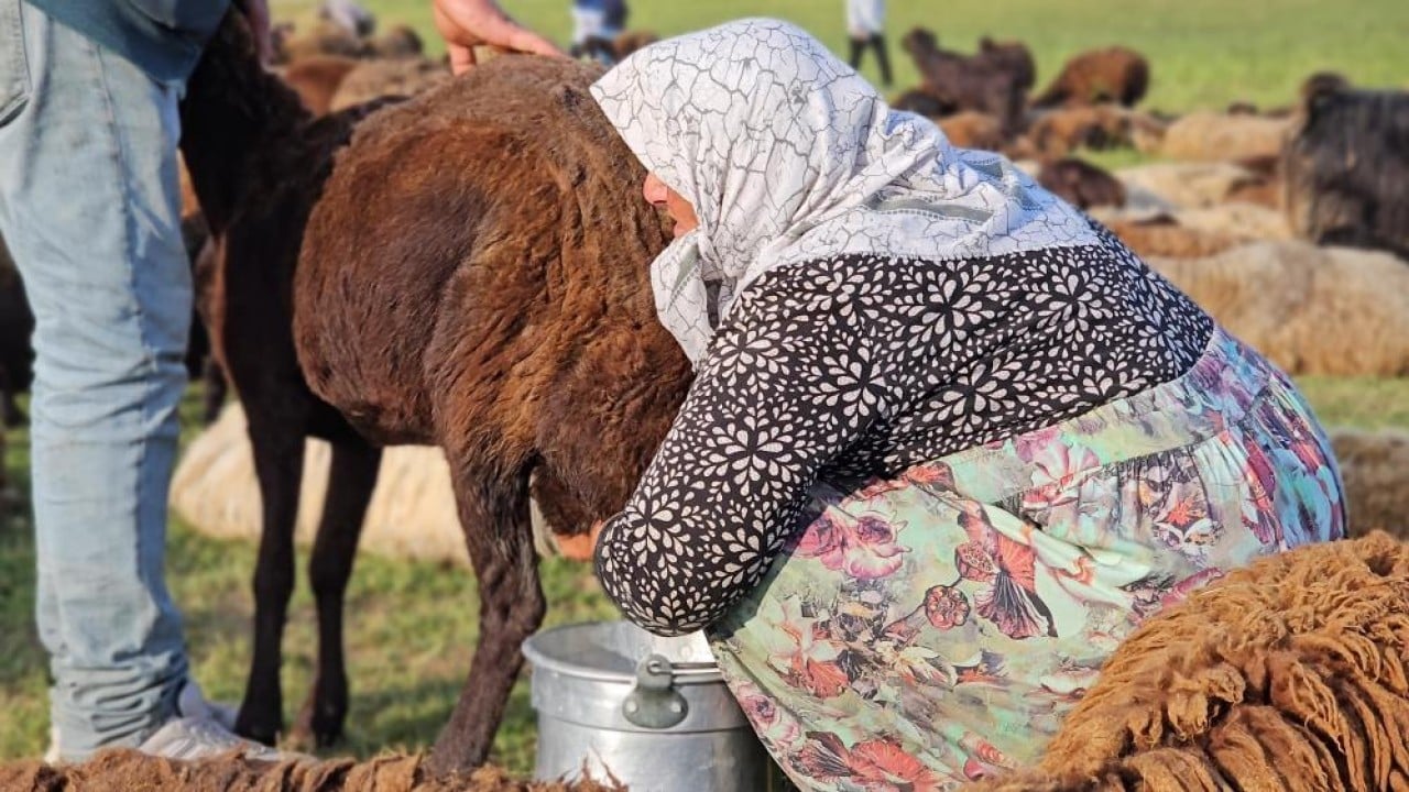Foto - 2 bin rakımlı yayla mesaisi Lezzetli sütün sırrı yükseklerde