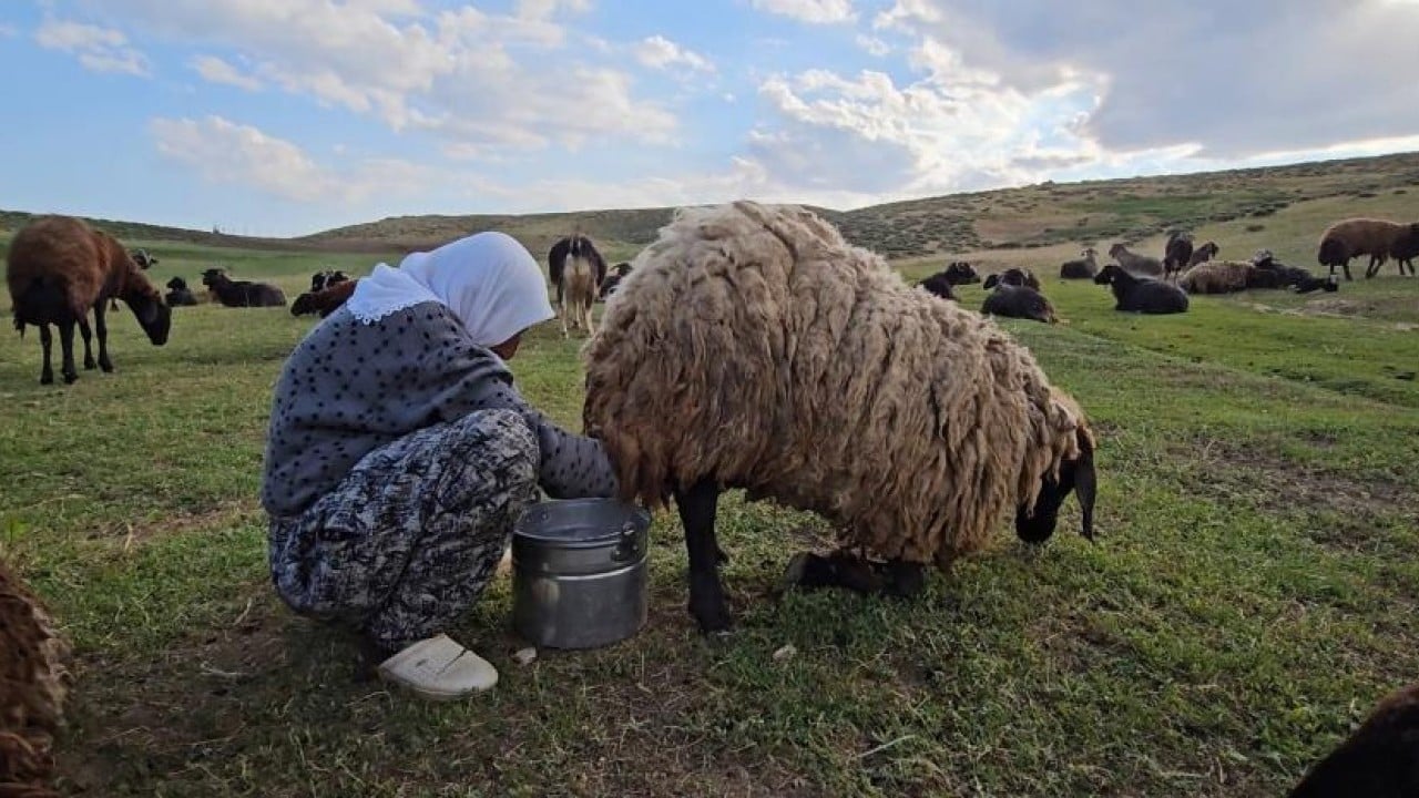 Foto - 2 bin rakımlı yayla mesaisi Lezzetli sütün sırrı yükseklerde