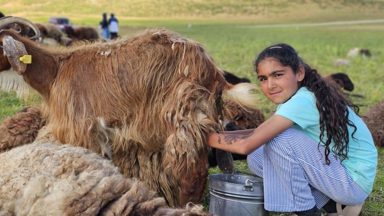 2 bin rakımlı yayla mesaisi Lezzetli sütün sırrı yükseklerde