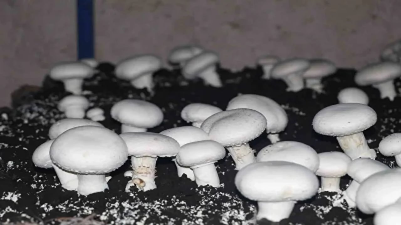 Foto - 2 bin yıllık mağarada resmen para basıyorlar! Dedelerinden kaldı, şimdi siparişlere yetişemiyorlar