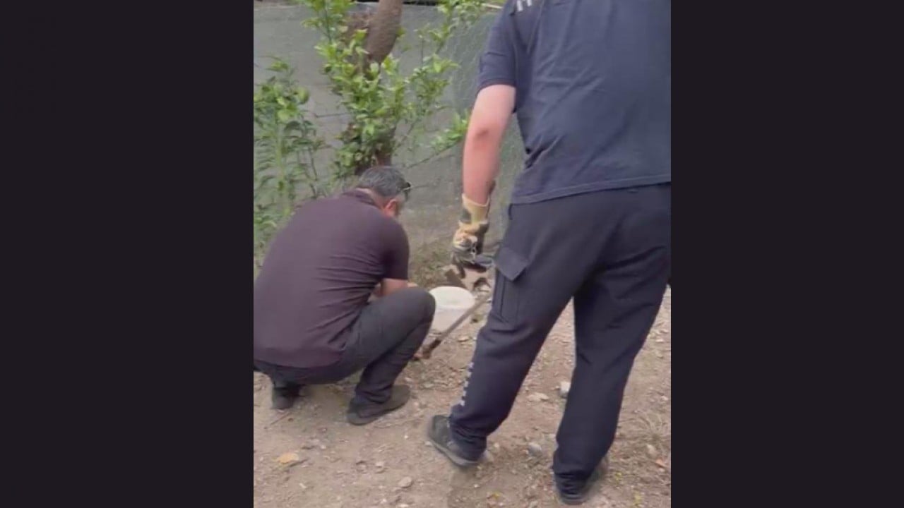 Foto - 2 metrelik yılan kümese girdi! ‘Yılancı Kemal’i elinden ısırdı 