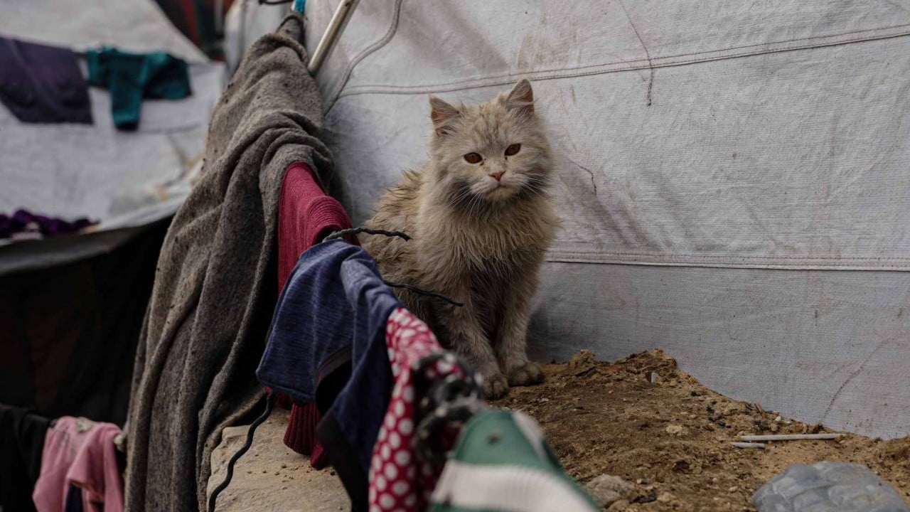 Foto - 2 milyar Müslüman'ın bir ekmek bile ulaştıramadığı Gazze... Çöplükte yaşamaya çalışan yığınla mazlum...